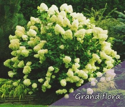 hortensja grandiflora